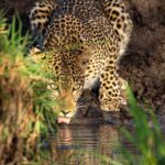 Wildlife Photography: The Amazing Adventure